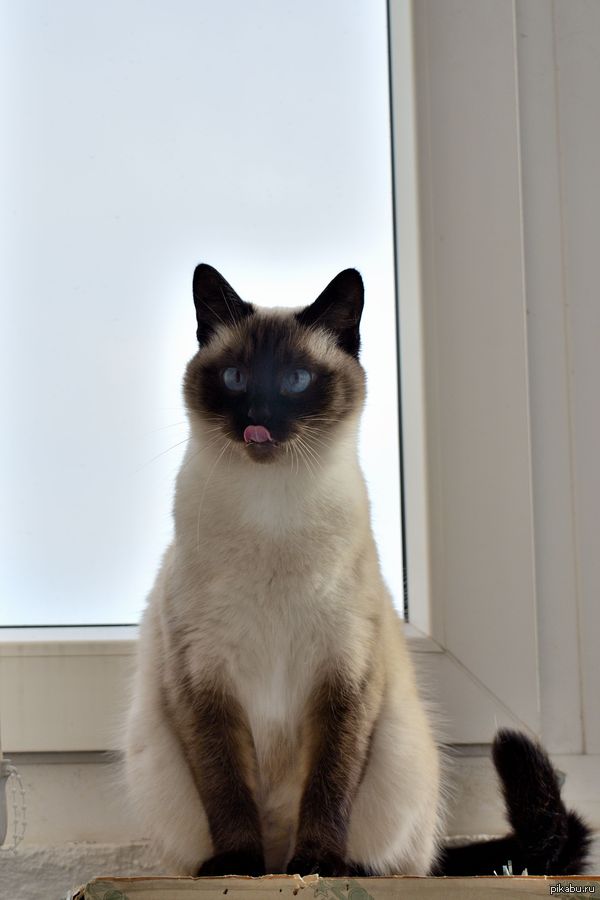 ��� ����