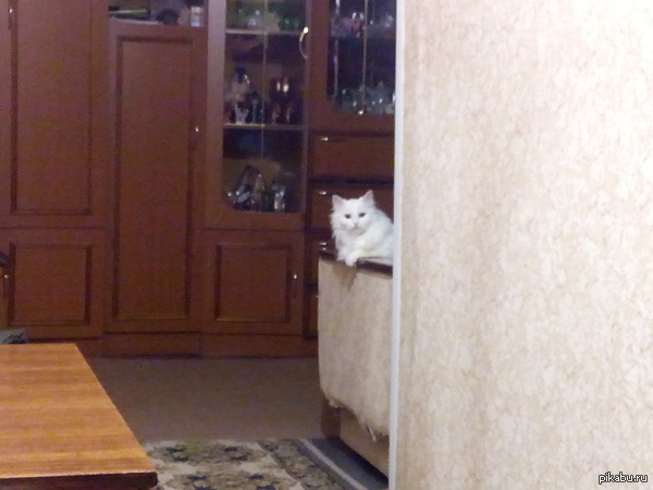 встреча хозяина после работы