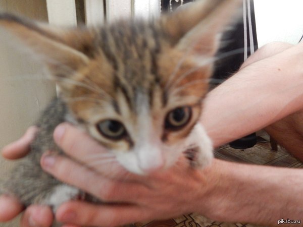 Котенок в хорошие руки!!! СРОЧНО!! комменты для минусов внутри! Подробности внутри!