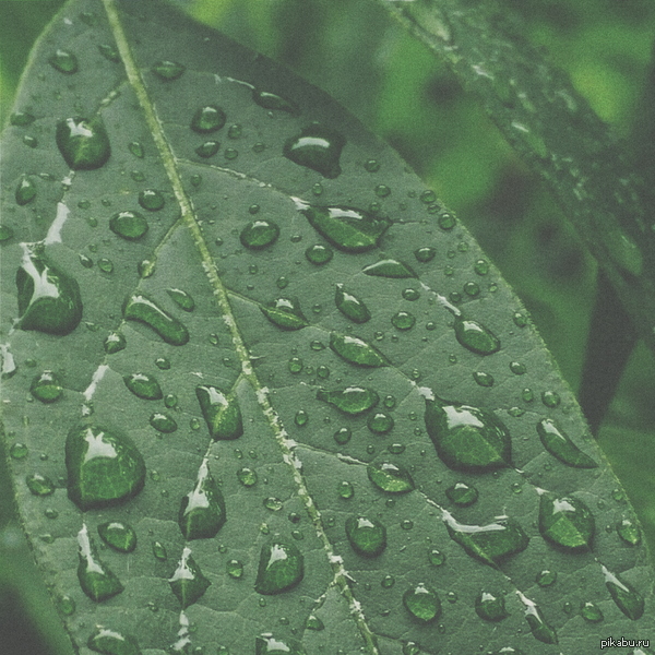 I just couldn't help but share - My, Rain, Foliage, The photo, 1x1, Oneplus, Plants, Mobilephoto, Mobile photography