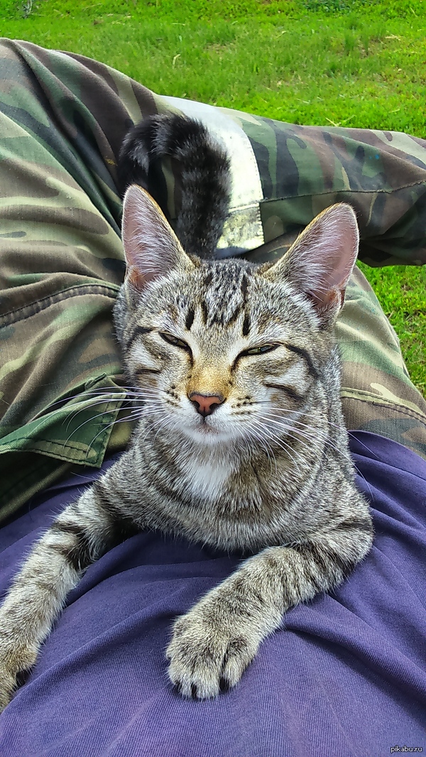 ������ ������