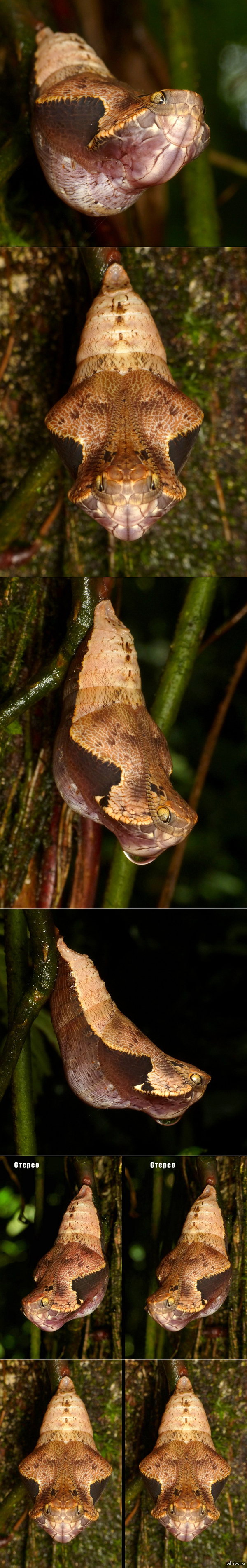 Butterfly (chrysalis) pretends to be a snake. - , Biology, Evolution, Mimicry, Butterfly, Longpost, Creationism