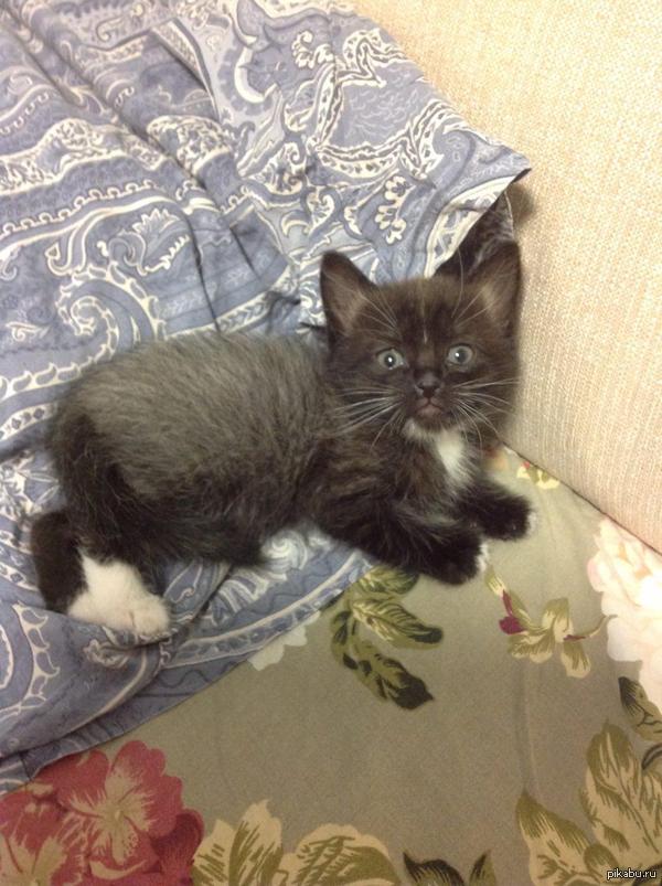 Мышьяк сын Вениамина.