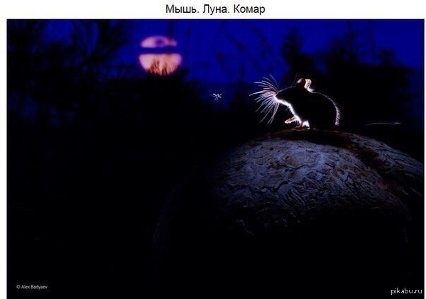 Мышь. Луна. Комар.