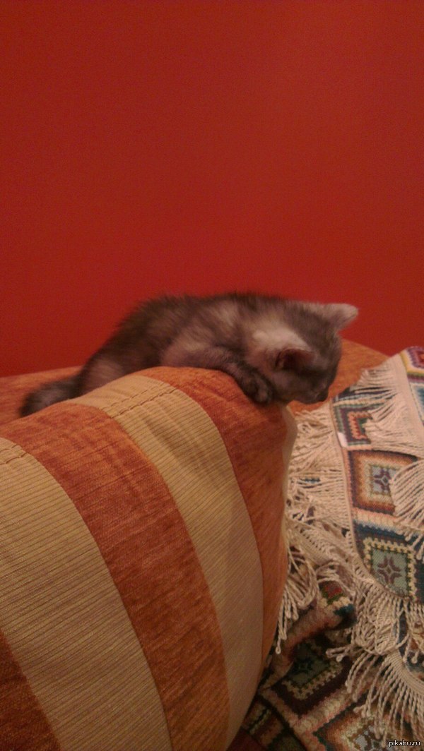Киса спит, она устала..