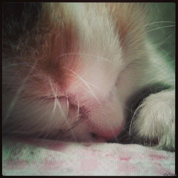 Моя котеечка