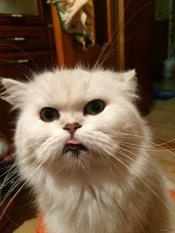 ��� ����