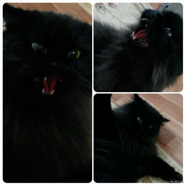 Эмоциональный котяра)