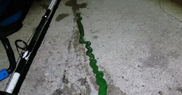 Зеленый червь оригинал. Ленточные черви немертина.