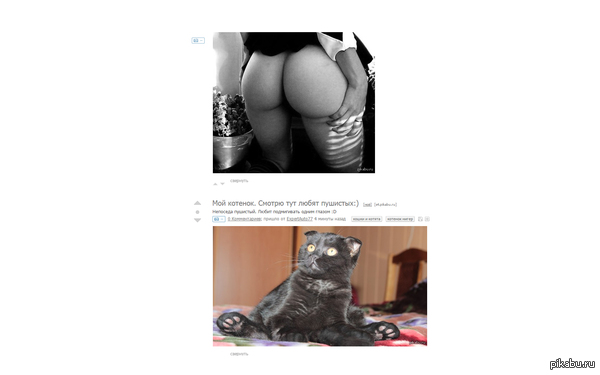 Kote is interested! - Coincidence, Screenshot, cat, NSFW