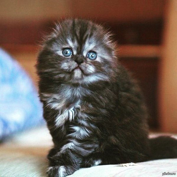 Пополнение в семье. Пошел посмотреть котят и не смог удержаться от покупки.