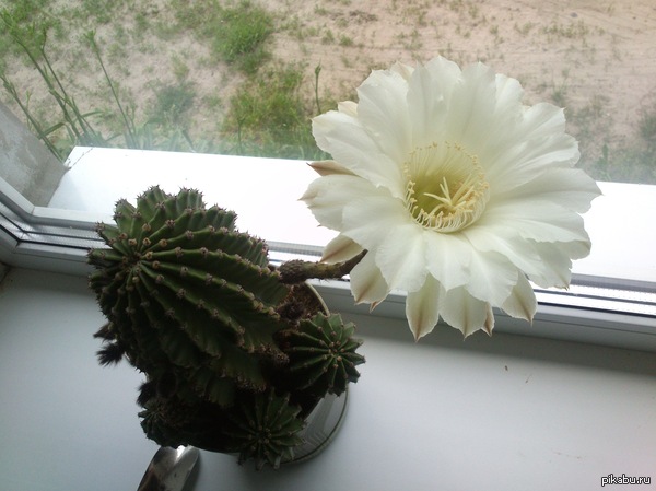 Зацвёл кактус