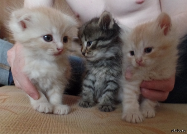 ������ ���� ������ ������