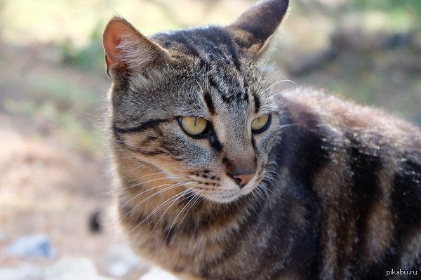 �������, ������ � ������ �� Fuji X-A1