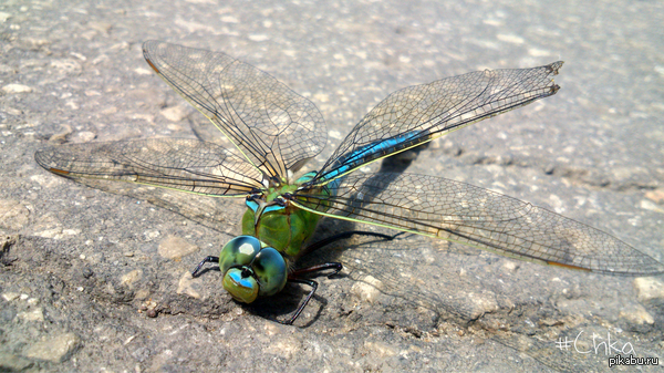 Стрекоза