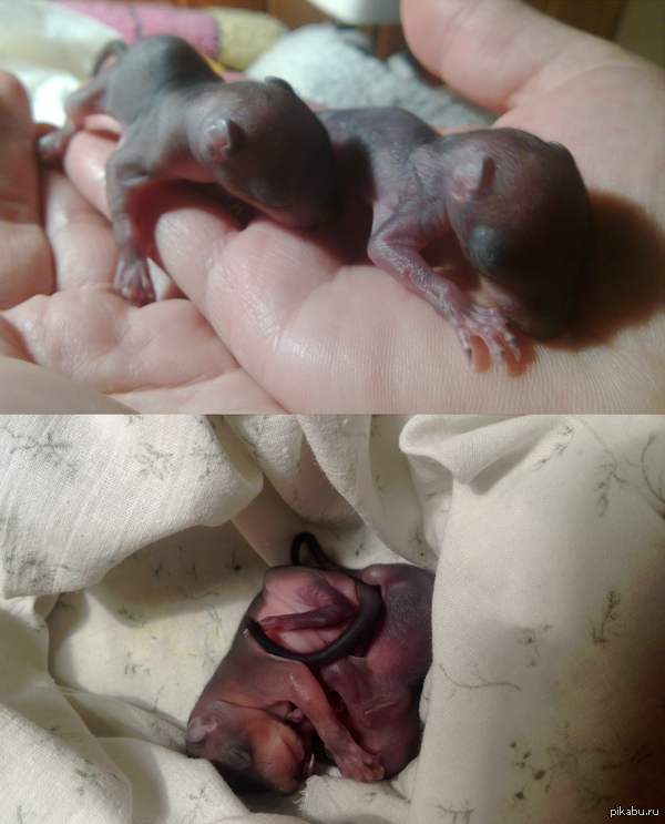 Пополнение в семействе