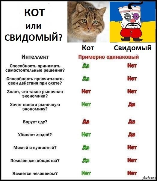 Свидома перевод с украинского. Свидомый. Свидомый кот. Свидомый это значит. Котик по украински.