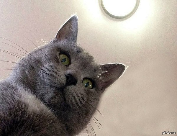 Cat selfie :) - Not mine, cat, Fluffy