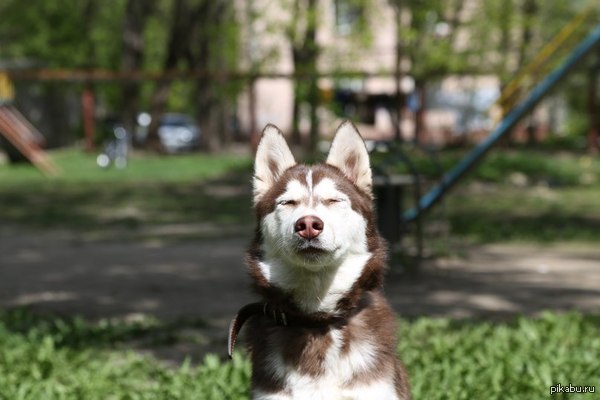 they say they love cats here, but I only do that) - Smile, Husky, My, Dog sled