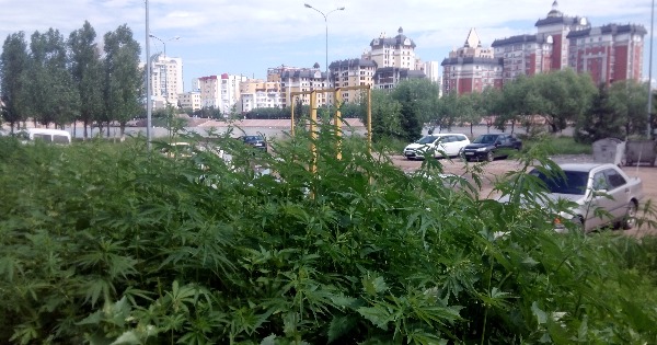 Астана конопли марихуана легальна