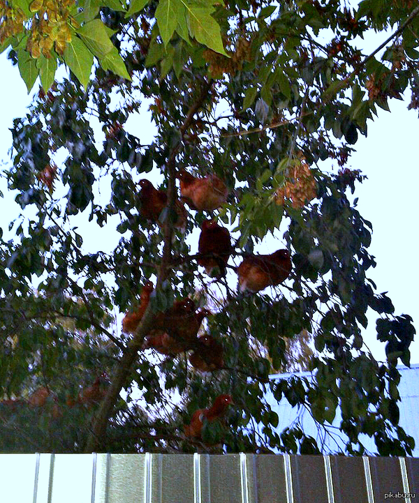 Ничего особенного. Просто куры на дереве.