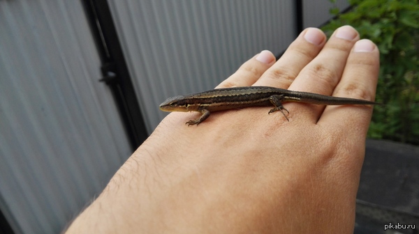 Домашний дракон