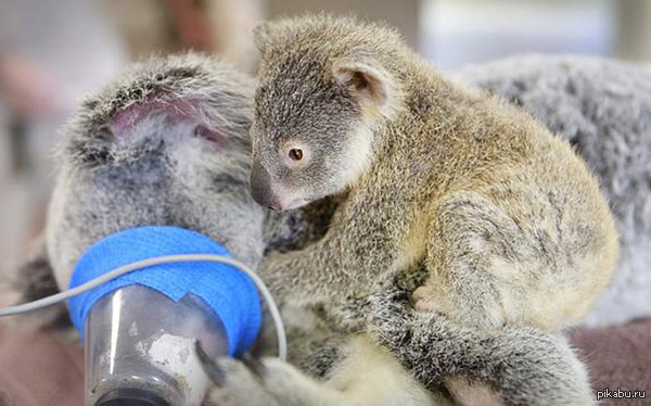 6-�� �������� ����� ����� ����� �� ����� ����� ����� �� ����� �������� � ������������ ������� Australia Zoo vet.