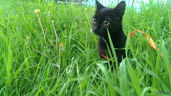 мой личный маленький демон Валор на прогулке)