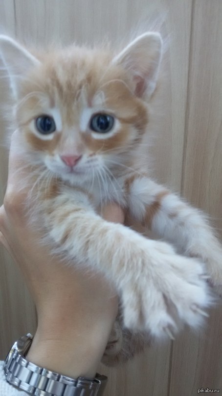 ����� ���-�������, ������� � ������� ����. ������!!!!! ����� (��� ������� ������)