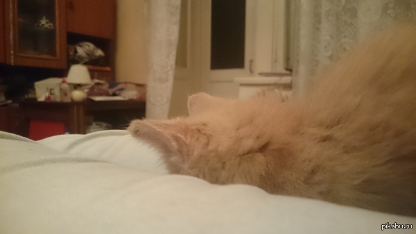 ׸� ���� � �������