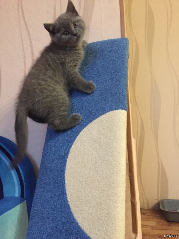 ��� ���� ����������� (����� ��� �����)