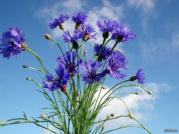 Cornflowers - Cornflowers, Flowers