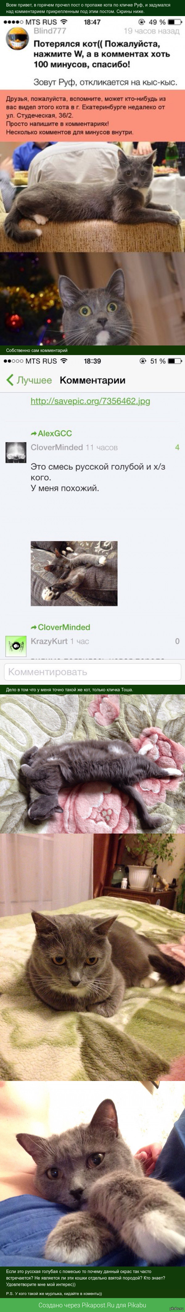 Русская голубая или какая либо друга порода?