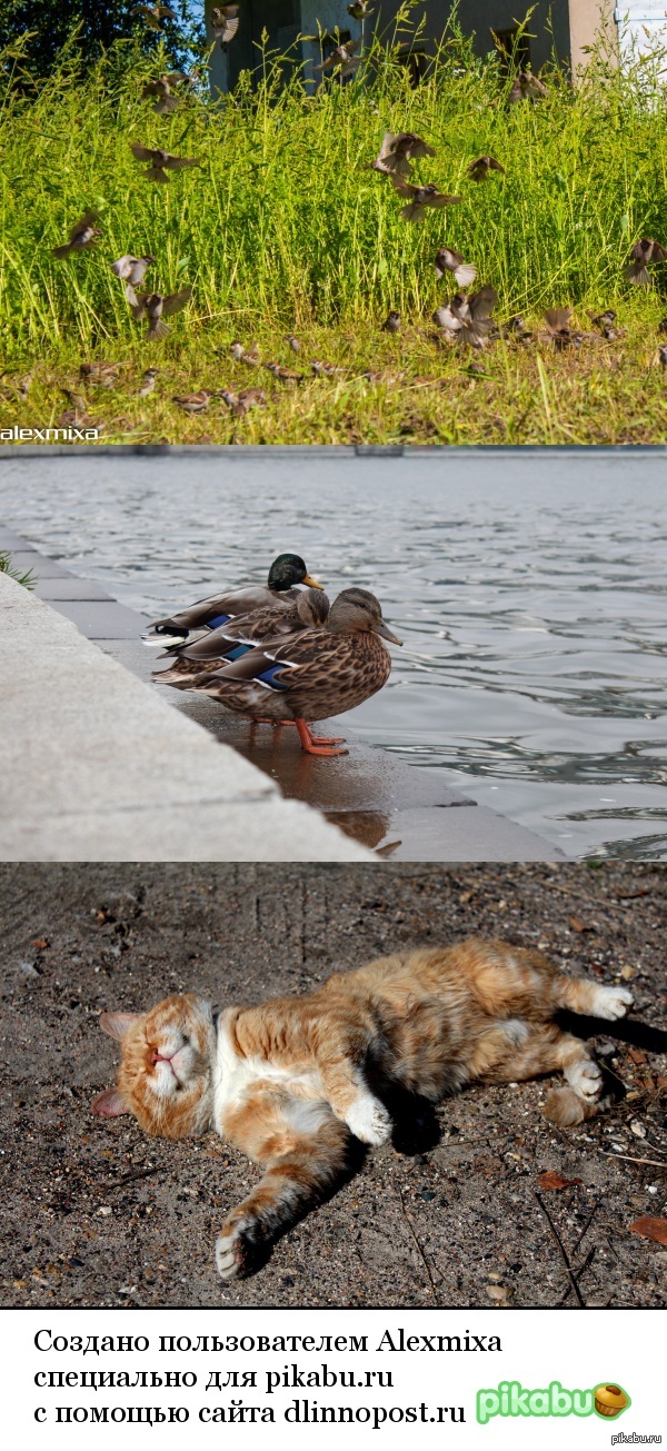 Нашел пару фотографии животинок