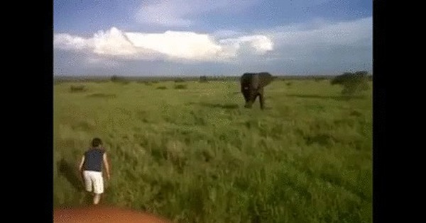 Fucked By An Elephant