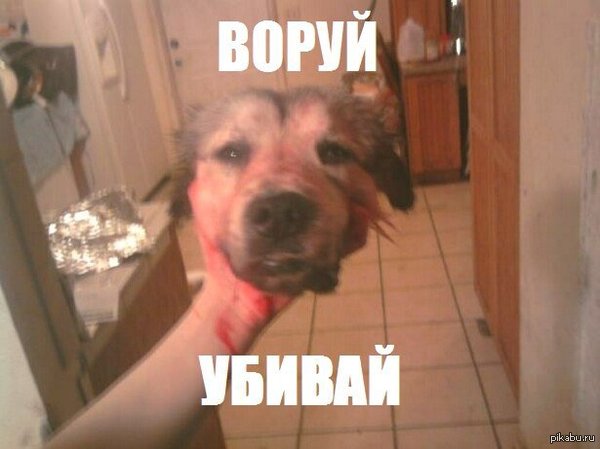 ha ska to tears))) - NSFW, My, Funny animals, Memes, New Russia