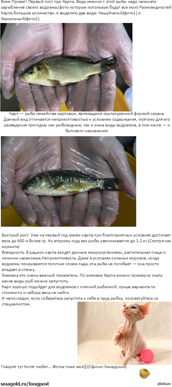 Нужно ли Правильно выбирать рыбу для Водоема? | Пикабу