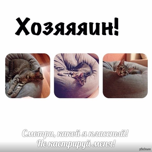 Кот в последние дни такой милый