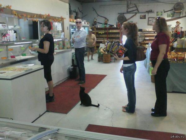 Просто котейка в очереди, листай дальше :3