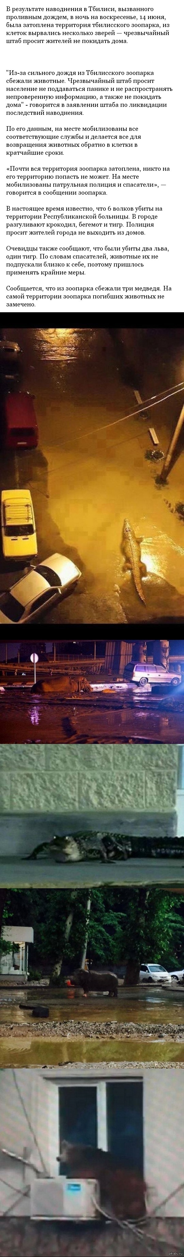 В центре Тбилиси разгуливает крокодил, бегемот и тигр