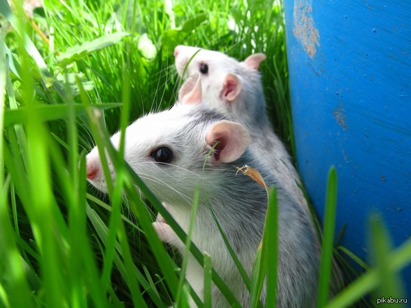 У каждого свои питомцы