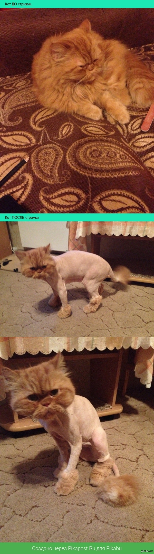 Стрижка кота | Пикабу