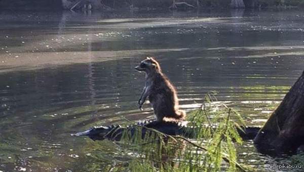 ������ ������!