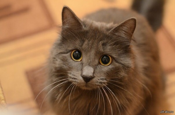 Краткая история вселенной (с)