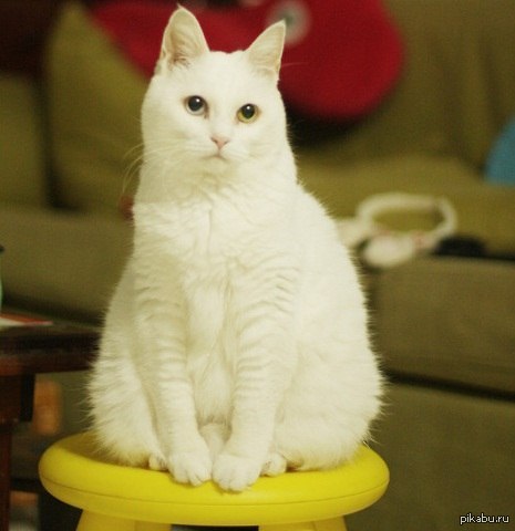 ��������� ������ ����������, ���������� � ��������.