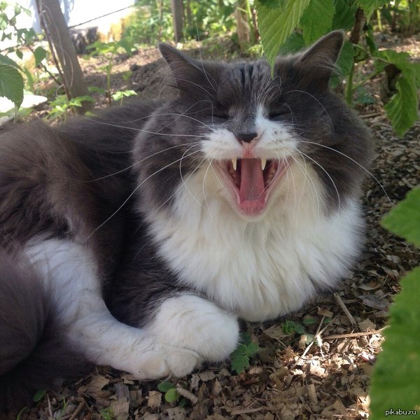 ��� �������� � ������ �����