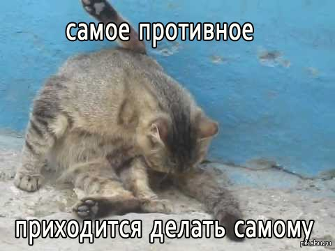 Кот вылизывает яйца. Кот лижет яйца. Кот вылизывается яйца. Кот лижет себе яйца. Коты лижут яйца