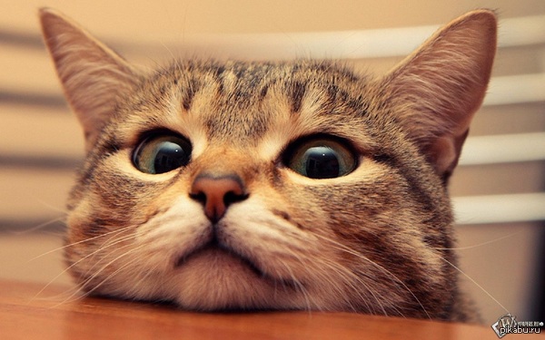 Заставка на рабочий стол