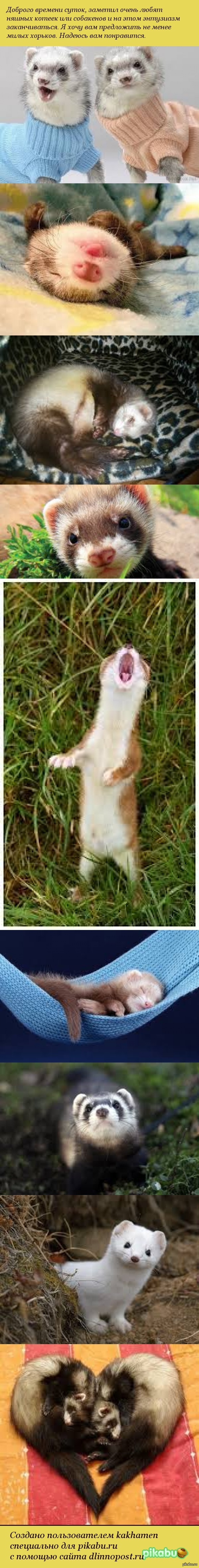 Хорьки тоже могут быть милыми.