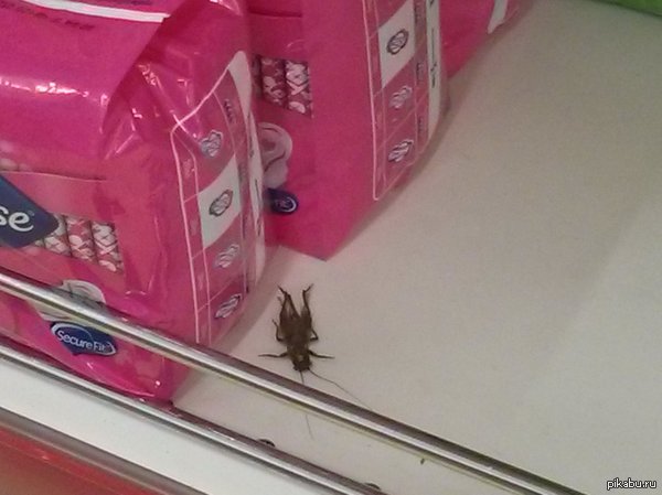 ��� ������ ������ ��������